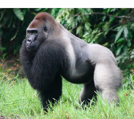 Gorila (Gonliu gorda)